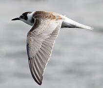 Black Tern