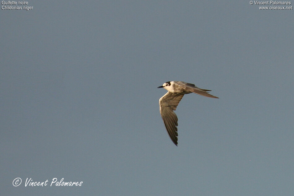 Guifette noireadulte