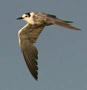 Black Tern