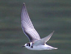 Black Tern