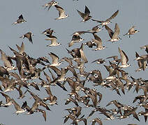 Black Tern