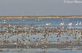 Black Tern