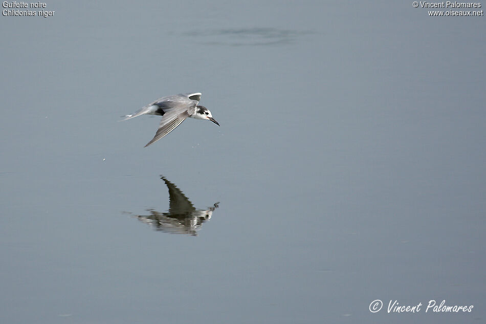 Black Tern