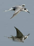 Black Tern