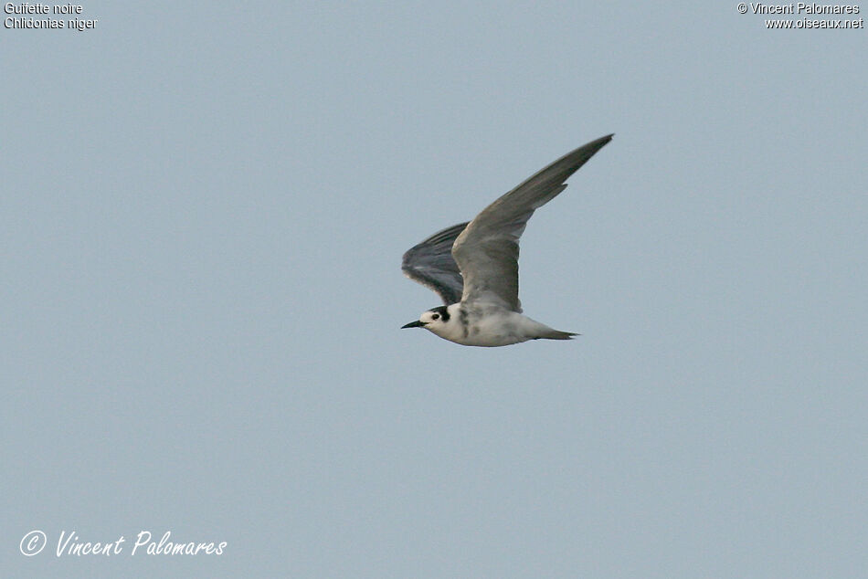 Black Tern