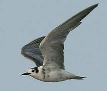 Black Tern