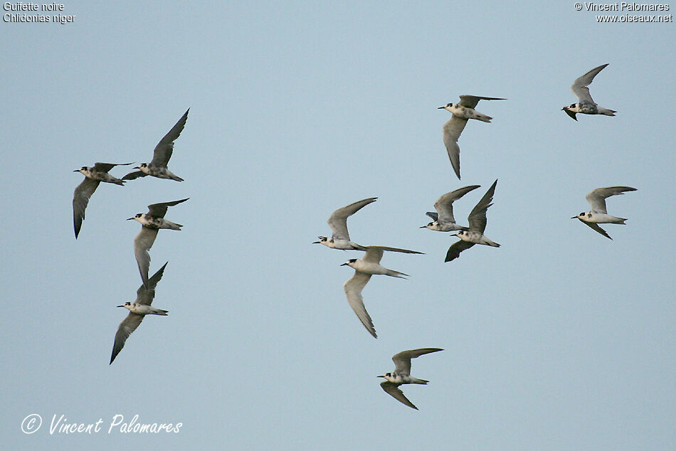 Black Tern