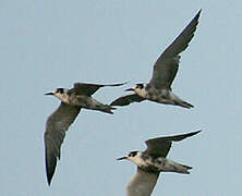 Black Tern