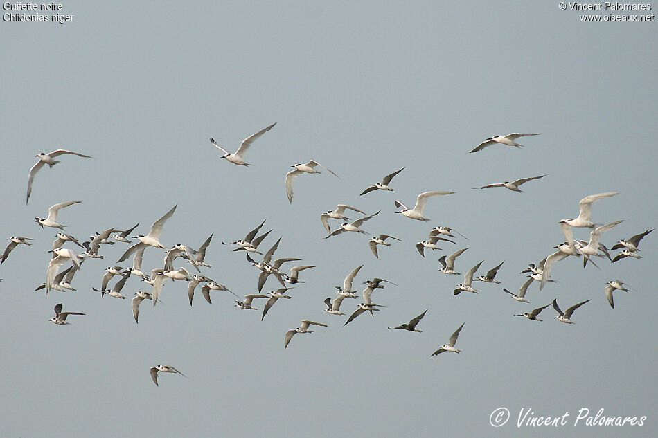 Black Tern