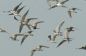 Black Tern