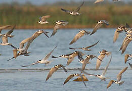 Black Tern