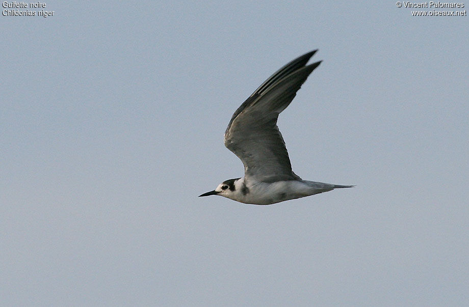 Black Tern