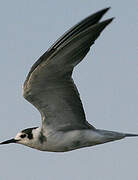 Black Tern