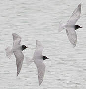 Black Tern