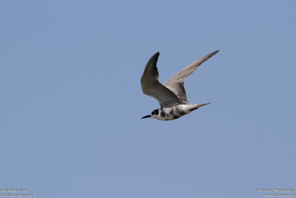 Black Tern