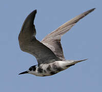 Black Tern