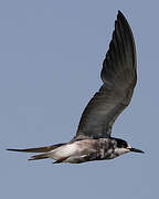 Black Tern