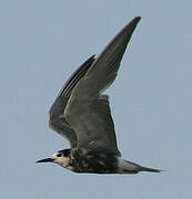 Black Tern