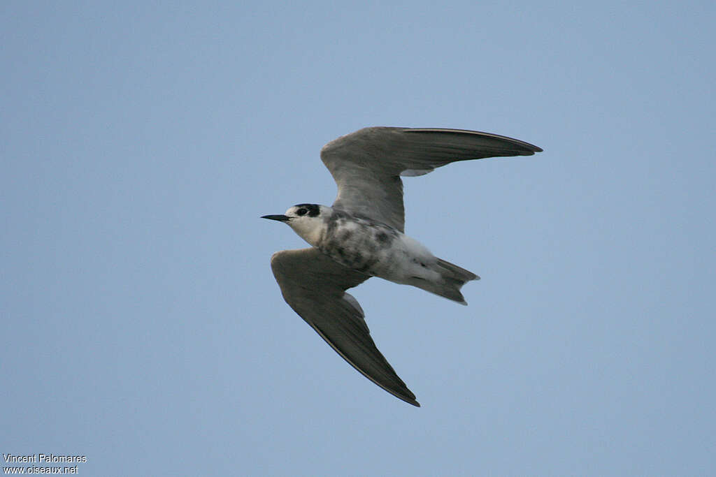 Black Ternadult transition, Flight