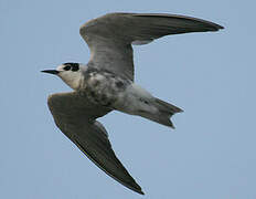 Black Tern