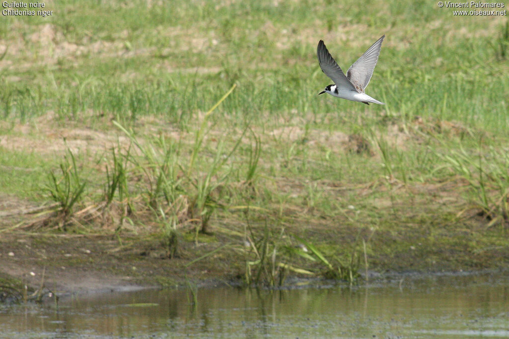 Black Tern