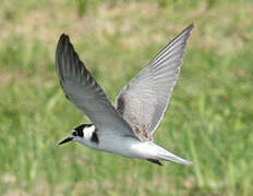 Black Tern