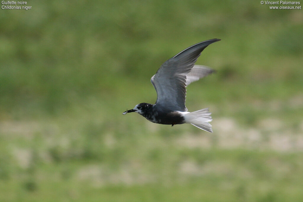 Black Tern