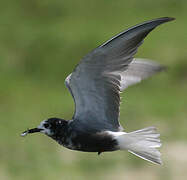 Black Tern