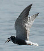 Black Tern