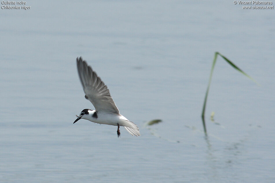 Black Tern