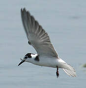 Black Tern