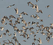 Black Tern