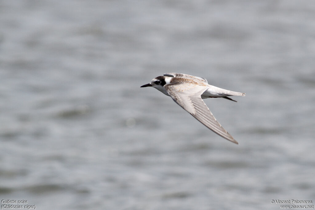 Black Ternjuvenile, Flight