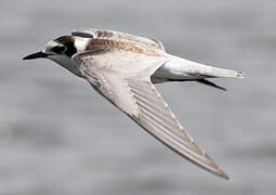 Black Tern