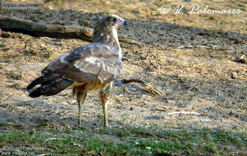 African Harrier-Hawk