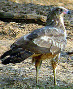 African Harrier-Hawk