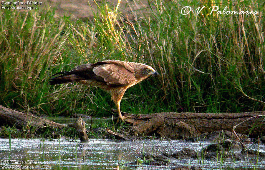 African Harrier-Hawk