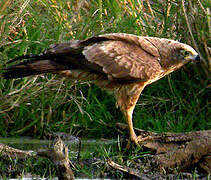 African Harrier-Hawk