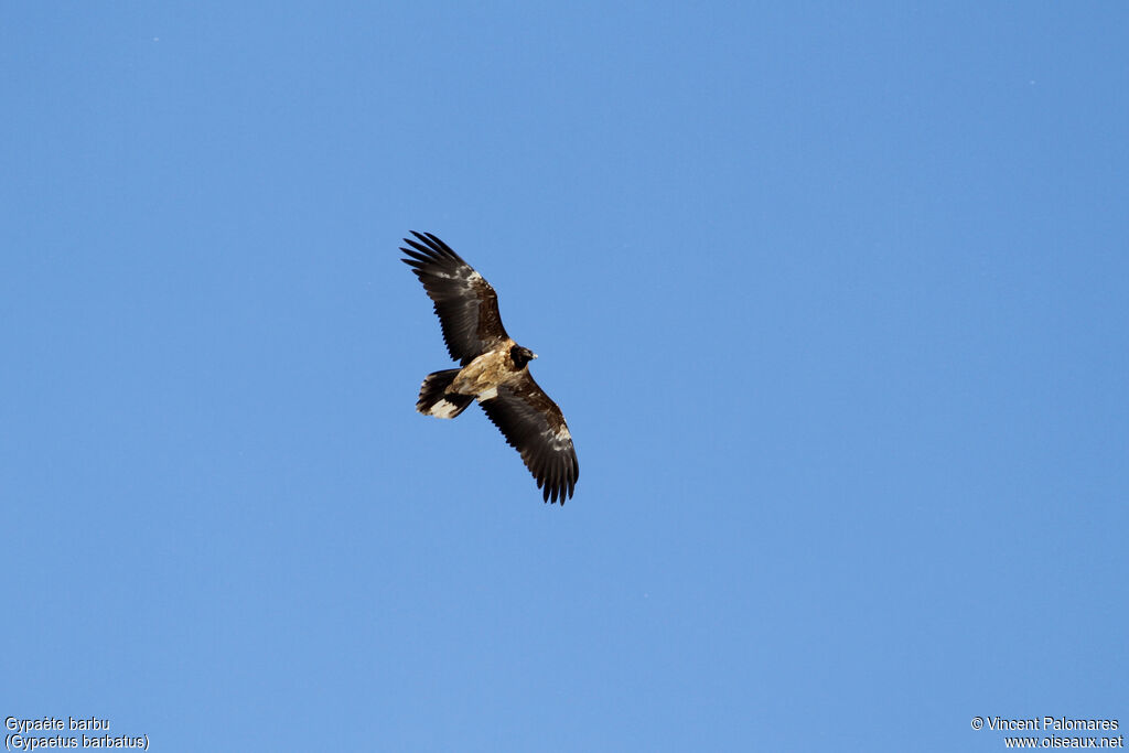 Bearded Vultureimmature, Flight