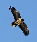 Bearded Vulture