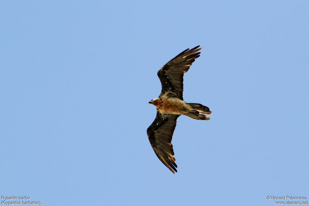 Bearded Vultureadult, Flight