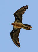 Bearded Vulture