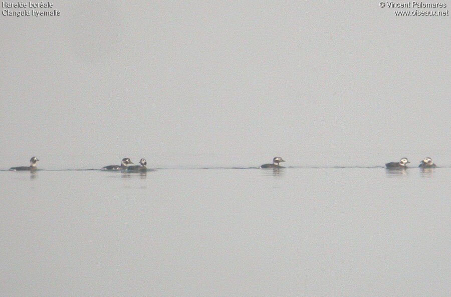 Long-tailed Duck