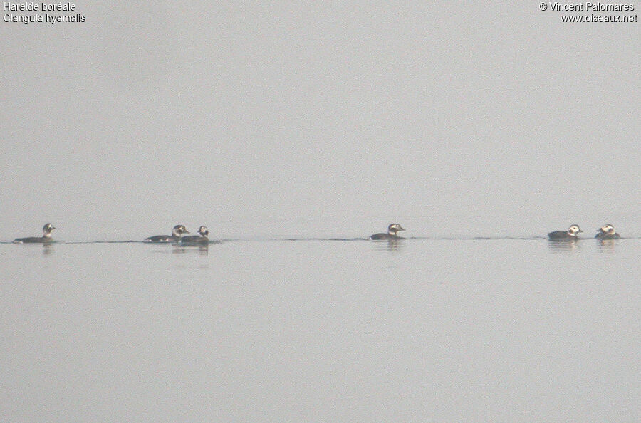 Long-tailed Duck