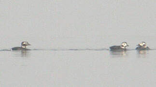 Long-tailed Duck