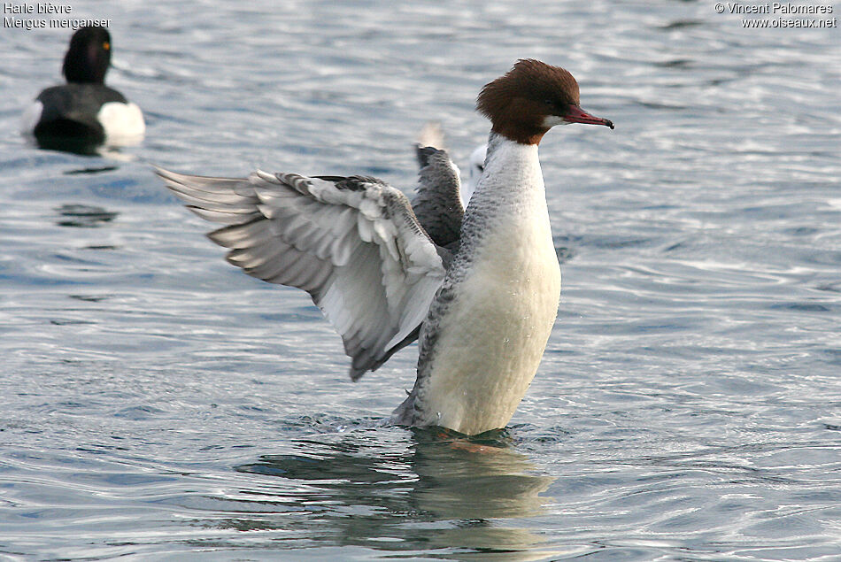 Common Merganser