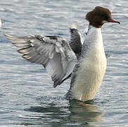 Common Merganser