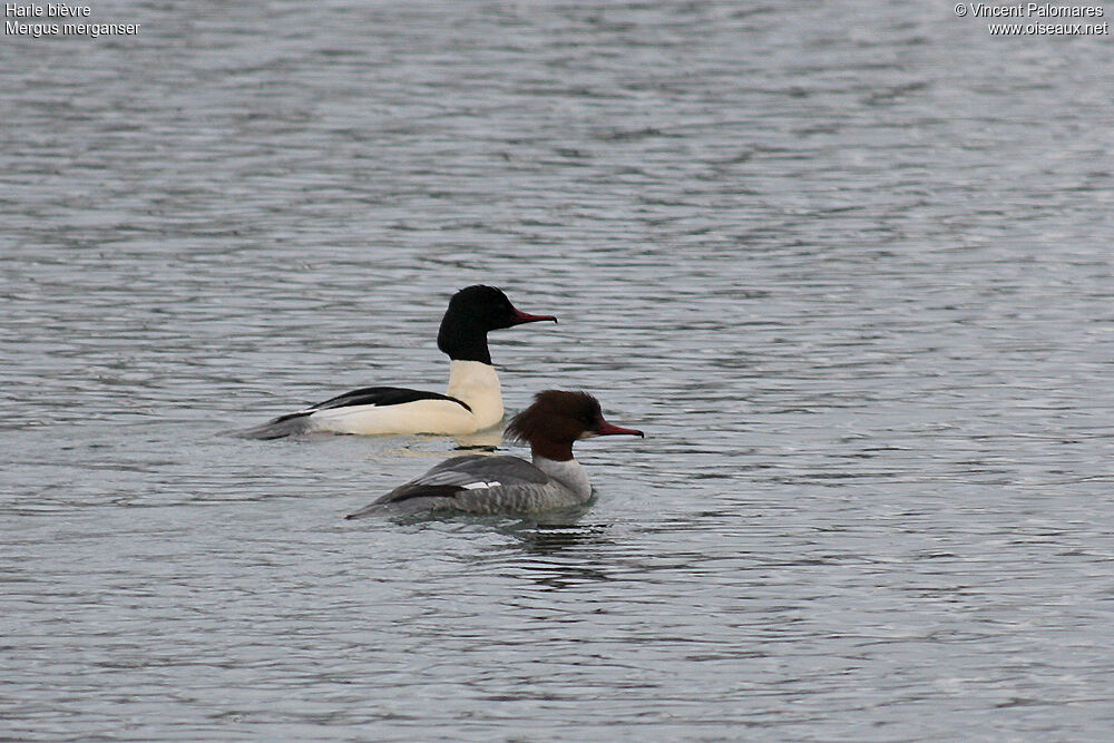 Common Merganser