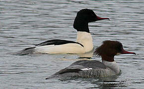 Common Merganser