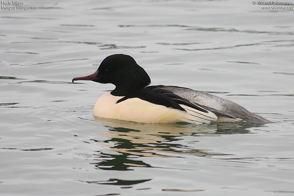 Common Merganser male adult breeding